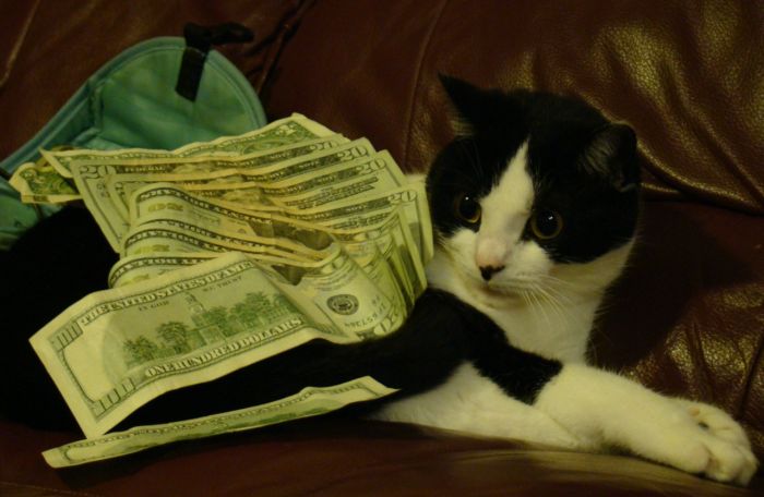 Cats and Cash (64 pics)