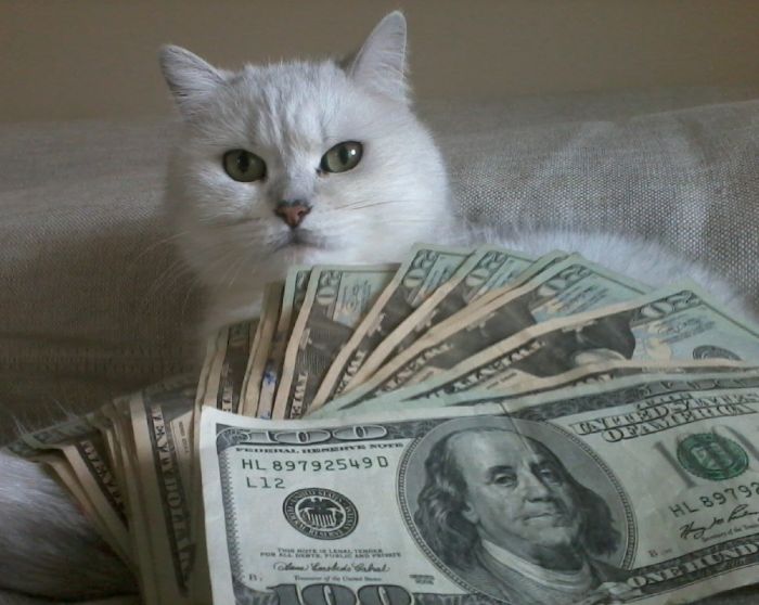 Cats and Cash (64 pics)