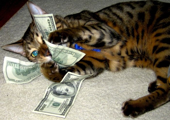 Cats and Cash (64 pics)