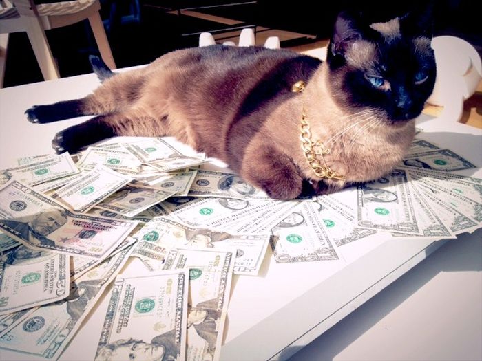 Cats and Cash (64 pics)