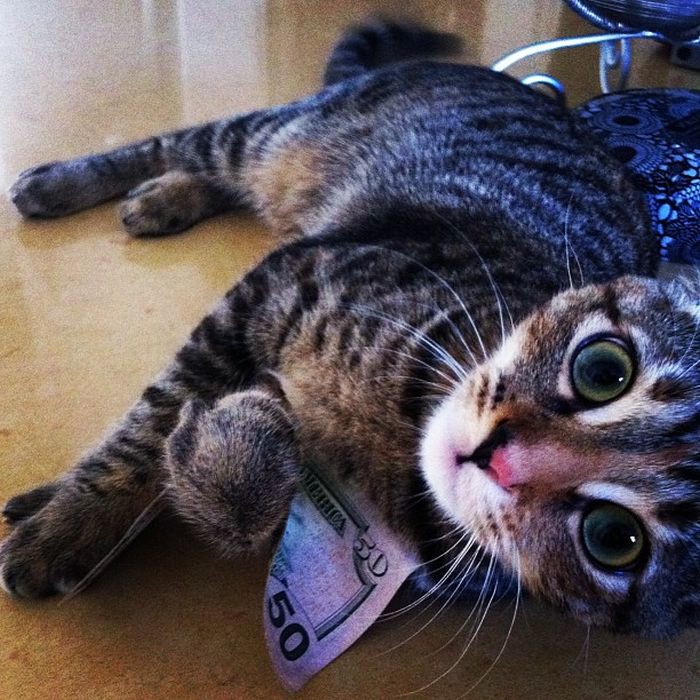 Cats and Cash (64 pics)