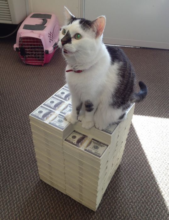 Cats and Cash (64 pics)