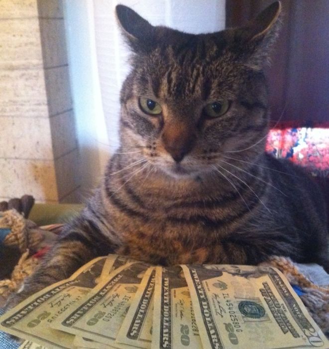 Cats and Cash (64 pics)