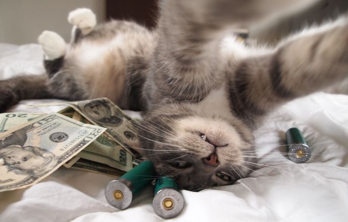 Cats and Cash (64 pics)