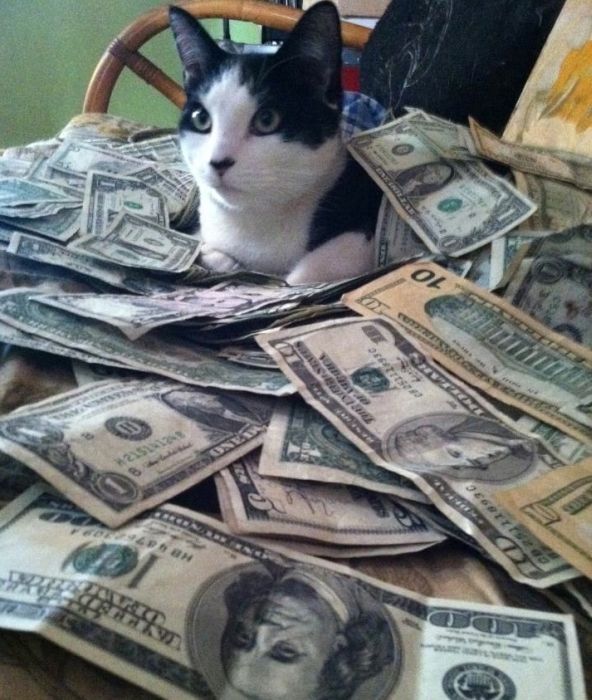 Cats and Cash (64 pics)