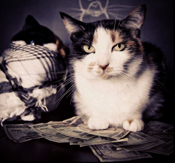 Cats and Cash (64 pics)