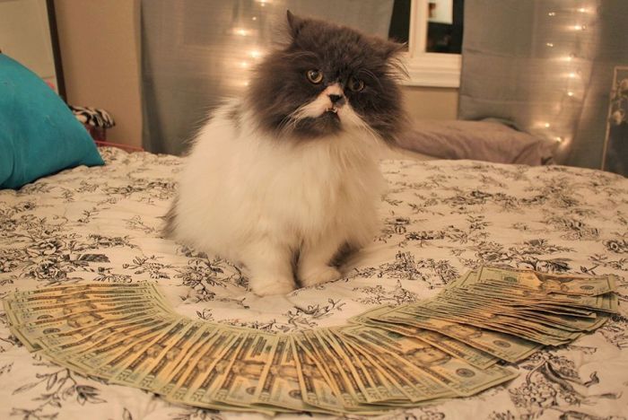 Cats and Cash (64 pics)