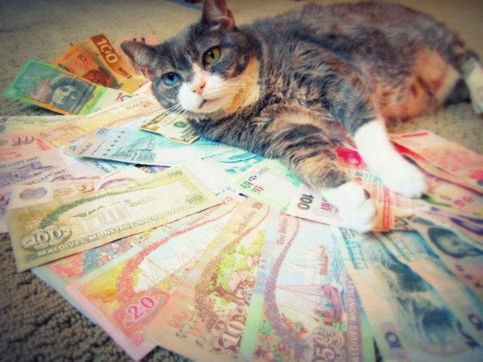 Cats and Cash (64 pics)