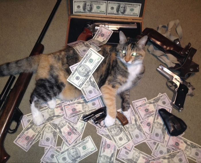 Cats and Cash (64 pics)