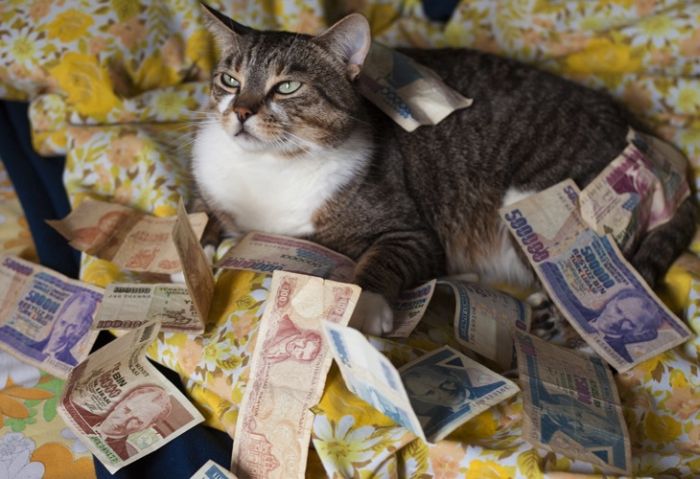 Cats and Cash (64 pics)