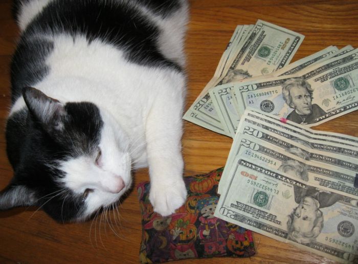 Cats and Cash (64 pics)