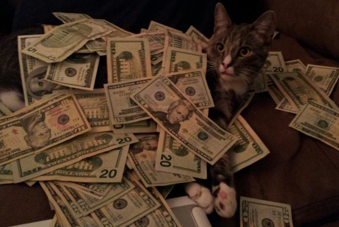 Cats and Cash (64 pics)