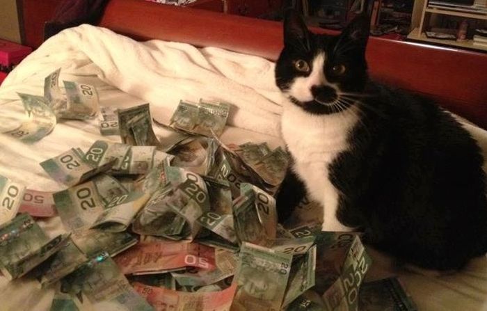 Cats and Cash (64 pics)