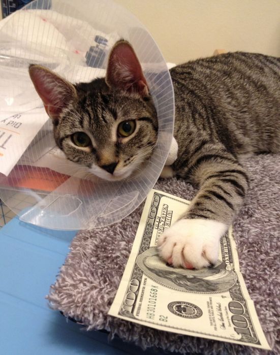 Cats and Cash (64 pics)