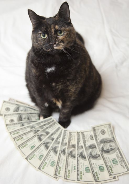 Cats and Cash (64 pics)