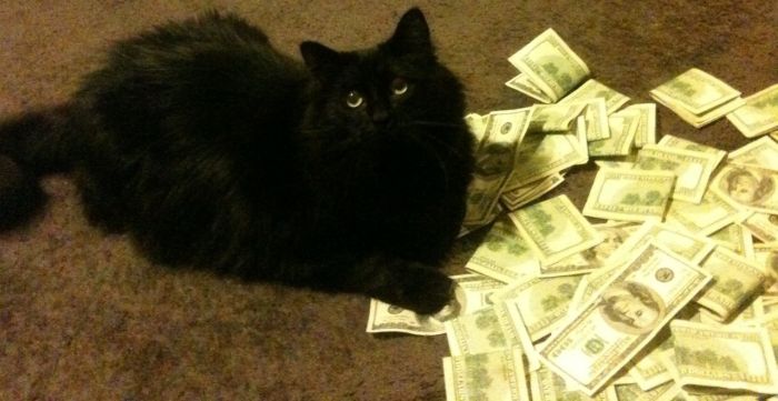 Cats and Cash (64 pics)