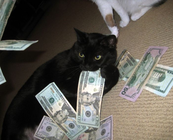 Cats and Cash (64 pics)