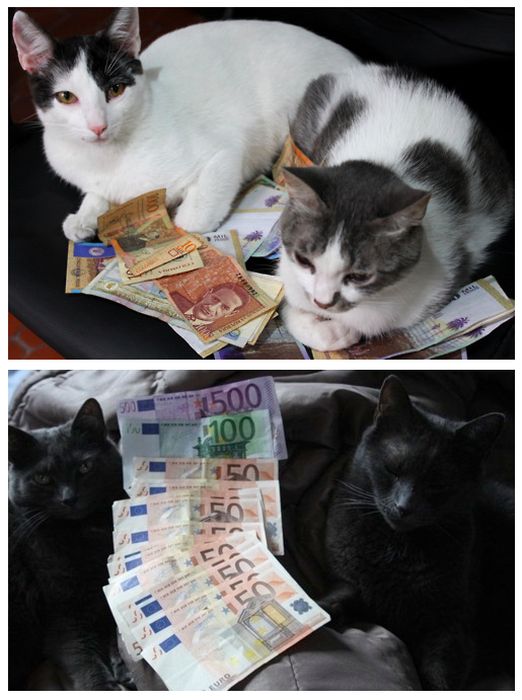 Cats and Cash (64 pics)