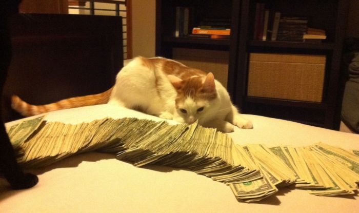 Cats and Cash (64 pics)