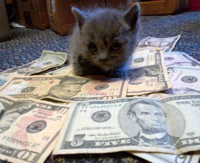 Cats and Cash (64 pics)