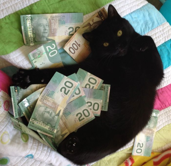 Cats and Cash (64 pics)