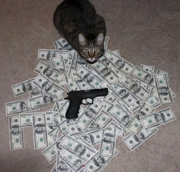 Cats and Cash (64 pics)