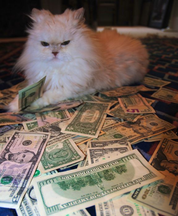 Cats and Cash (64 pics)