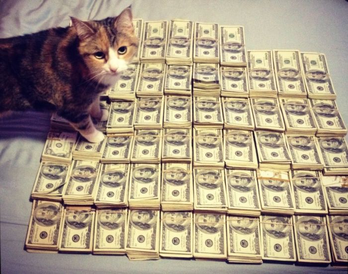 Cats and Cash (64 pics)