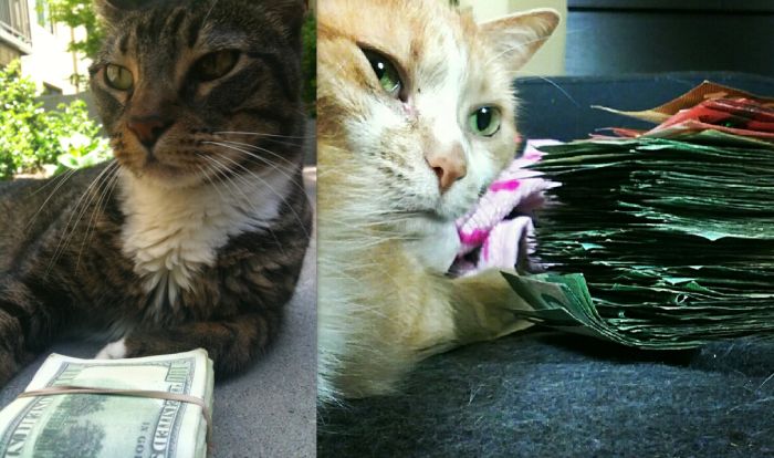 Cats and Cash (64 pics)