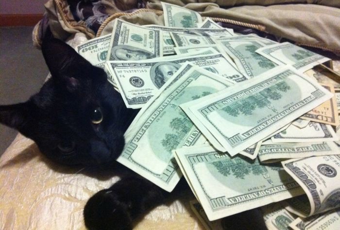 Cats and Cash (64 pics)