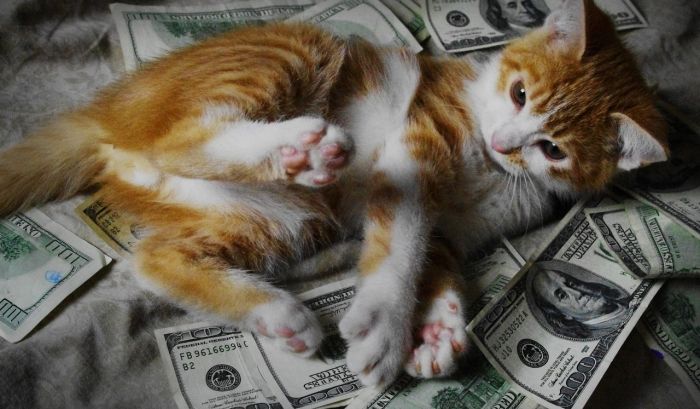 Cats and Cash (64 pics)