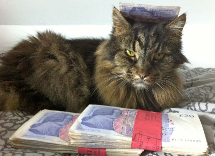 Cats and Cash (64 pics)