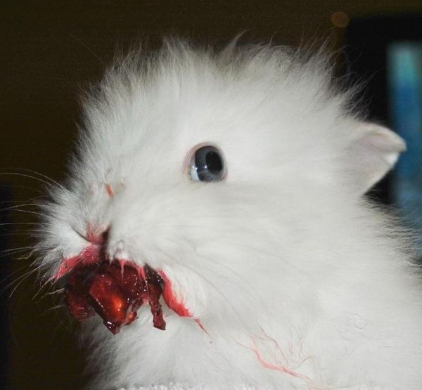 Rabbit and Cherry (2 pics)