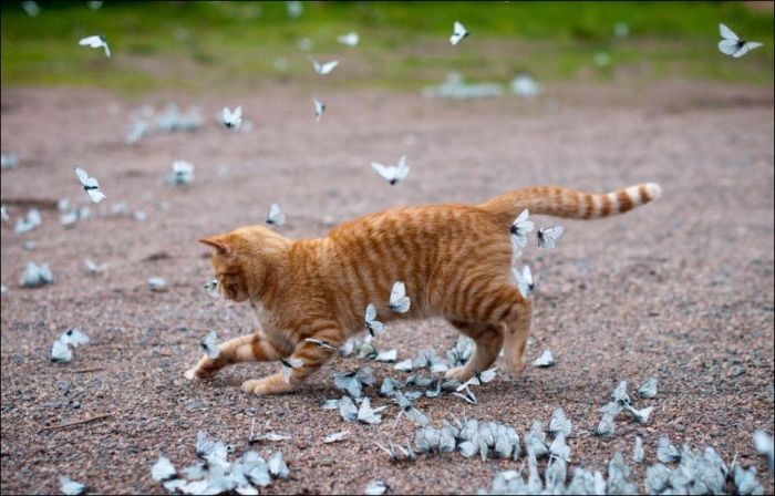 Cat Playing with Butterflies (5 pics)