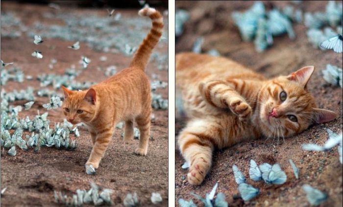 Cat Playing with Butterflies (5 pics)