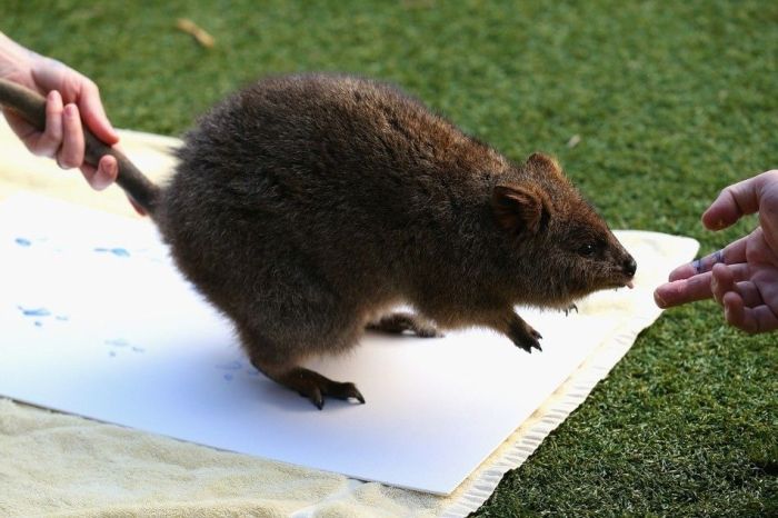Animals Signing a Petition (9 pics)