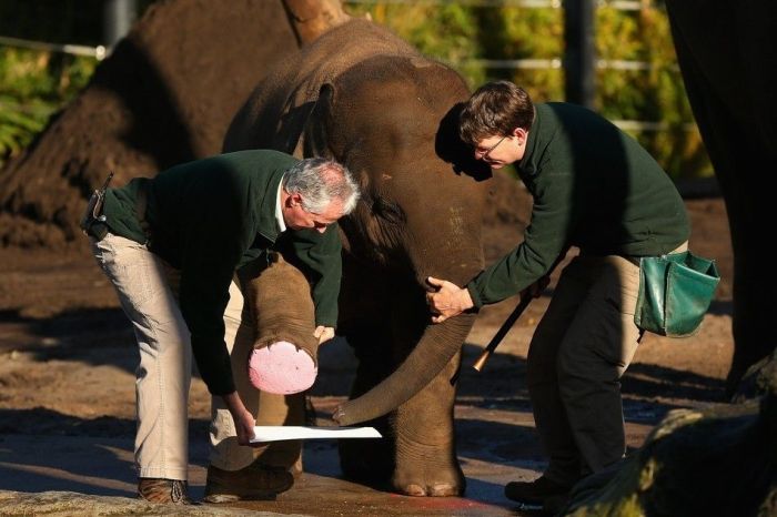 Animals Signing a Petition (9 pics)