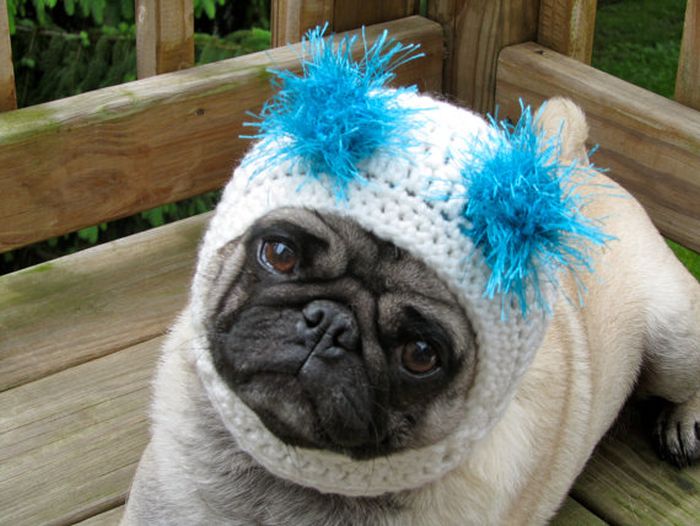 Sweethoots, Cute Pug Hats (50 pics)