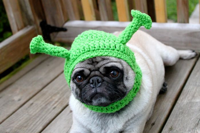 Sweethoots, Cute Pug Hats (50 pics)