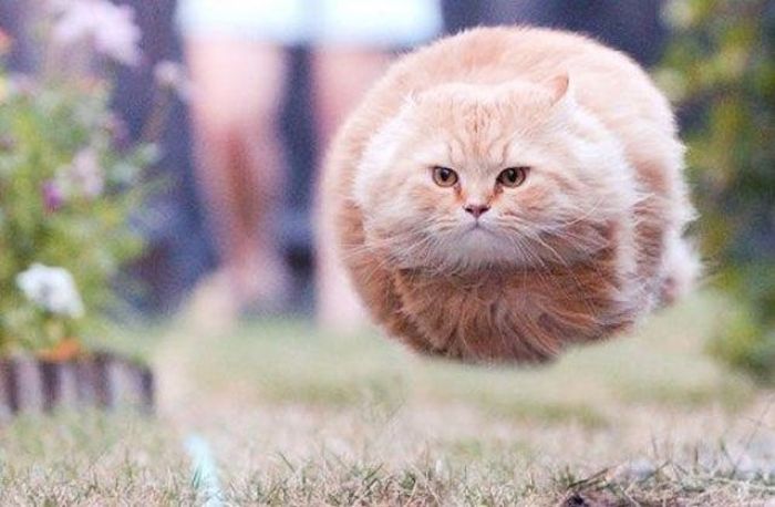 Cat Photos Taken at the Right Moment (32 pics)