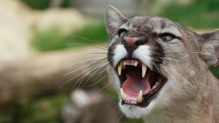 Awesome Animal Photos (100 pics)