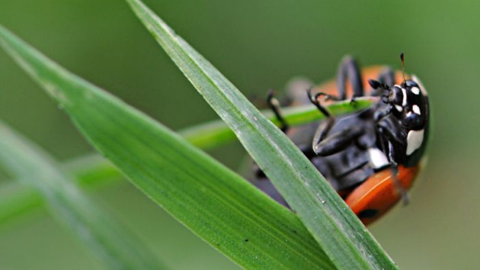 Awesome Animal Photos (100 pics)