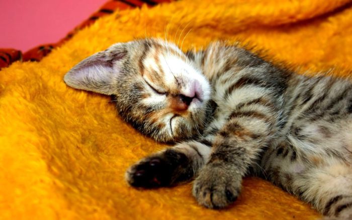 Awesome Animal Photos (100 pics)