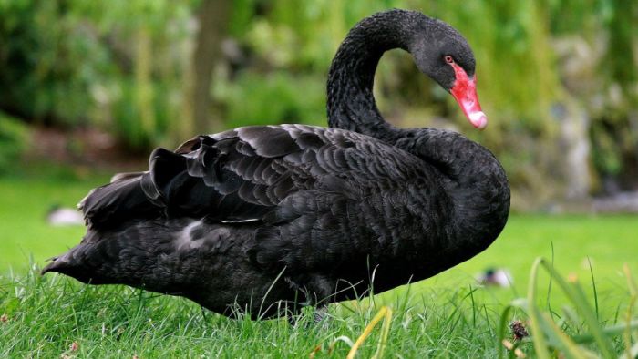 Awesome Animal Photos (100 pics)