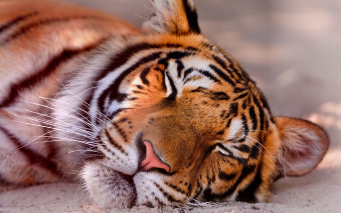 Awesome Animal Photos (100 pics)