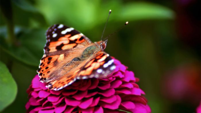 Awesome Animal Photos (100 pics)