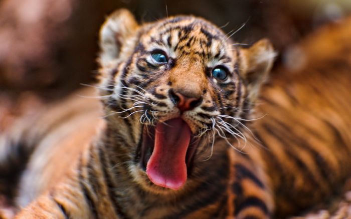 Awesome Animal Photos (100 pics)