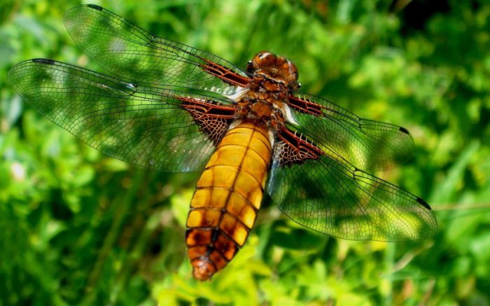 Awesome Animal Photos (100 pics)