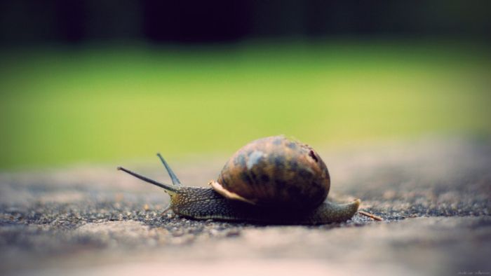 Awesome Animal Photos (100 pics)