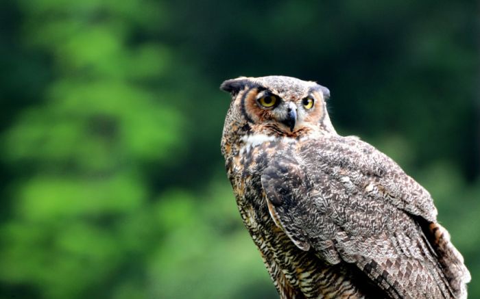 Awesome Animal Photos (100 pics)